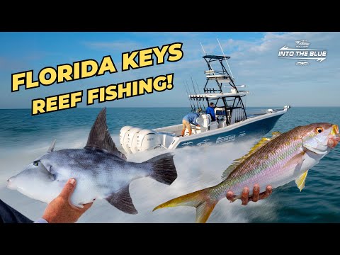 Florida Keys Reef Fishing  | Into the Blue