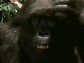 Mighty Joe Young 1998 DVD VHS Spot 4