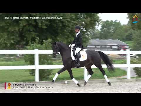 KN 9 Madame Finesse *2019 Stute v. Finest - Markus Deak xx