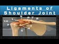 Anatomy Of Shoulder Joint Ligaments Of Shoulder Joint Dr Shayzee