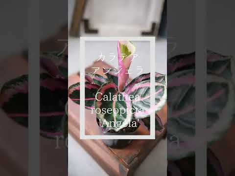 園芸 孔雀の植物、カラテア