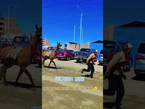 SAK'ATIS DE CARABAYA PUNO PERÚ