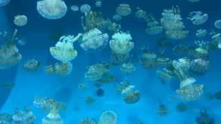 William Alexander - Distortions (Clinic Cover)