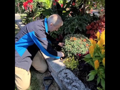 image-When can you plant mums in the ground?