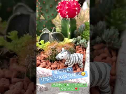 屋外のサボテン園を段階的に作るにはどうすればよいですか？そして、鍋に1つ？  庭園