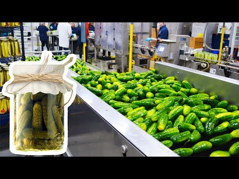 How Pickles Are Made In Factory -  How It's Made Pickles
