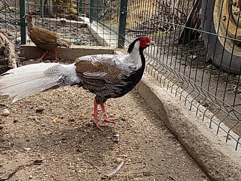 bażant srebrzysty-gania samicę,Lophura nycthemera,Silver Pheasant,chasing the female