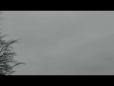 Buzzard hunting call !