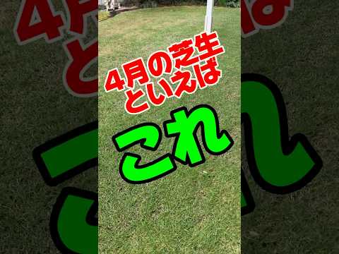 菜園や芝生に大きな白い虫が？それらを取り除き、植物を救う方法は次のとおりです。  庭園