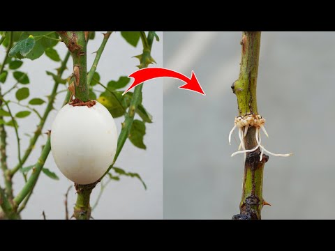 The method of propagating guava with coconut banana for fast rooting