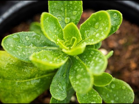 Fargro: Crop Trials and Peat-Free