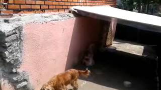 Satılık Yavru Köpekler,Her Cins Yavru Köpek Satışı  www.minikkopekler.