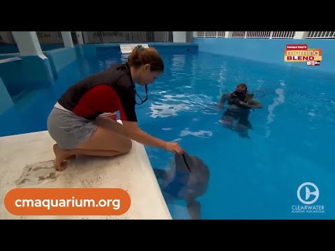 Winter the Dolphin Anniversary | Morning blend