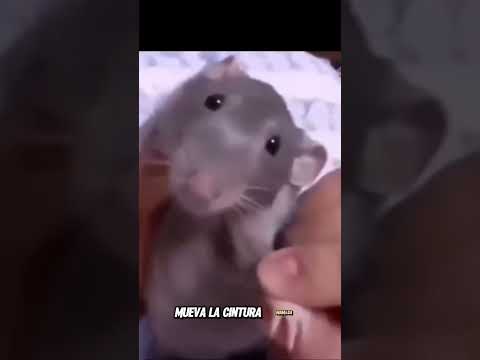 el baile de la rata 🐀