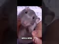 el baile de la rata 🐀