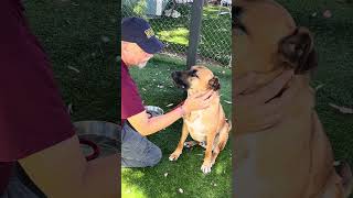 Video preview image #1 Retriever -Unknown Mix Puppy For Sale in Pasadena, CA, USA