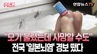 아까 봤던 모기가 그냥 모기가 아니었다면?…대구서 올해 첫 일본뇌염 바이러스 검출됐다 [PICK] / 연합뉴스TV(YonhapnewsTV)