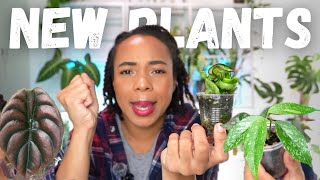 NEW PLANTS| Hoya, Alocasia, Anthurium
