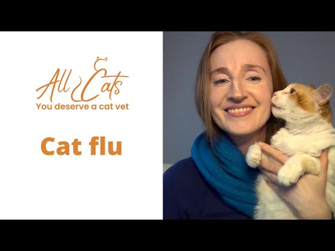 Cat Flu