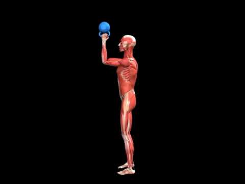 Kettlebell Bottoms Up Clean from the Hang Position