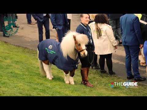 All Horses Big and Small at Randox Health Grand National 2018 | The Guide Liverpool