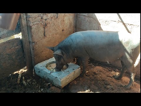 , title : 'Aprenda a Fazer cocho Para engordar Porco  Rápido 🐷'