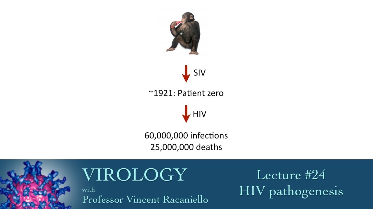Virology 2014 lecture #24 - HIV pathogenesis
