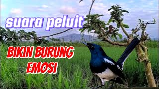 Download lagu Pancingan burung Kacer; suara peluit bikin emosi mp3 Download lagu Pancingan burung Kacer; suara peluit bikin emosi mp3