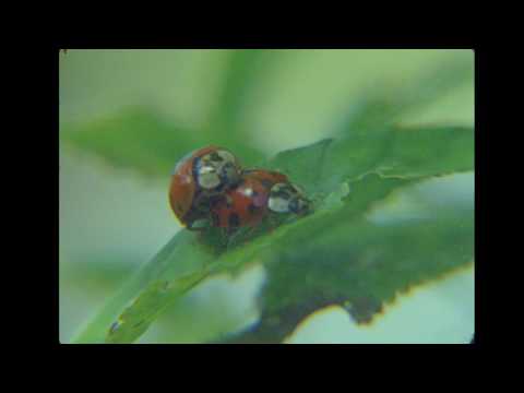 Brian Eno, John Hopkins & Leo Abrahams, 'Emerald and Stone' - Scoopic 16M Macro film