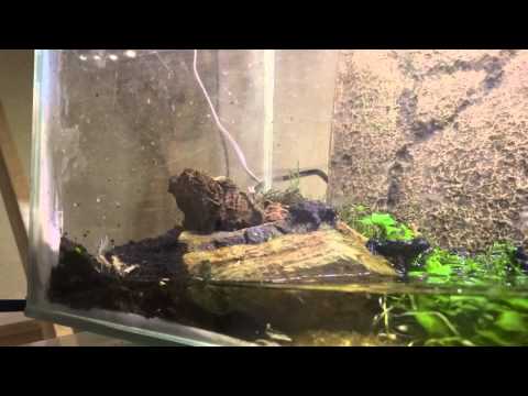 Yellow Bellied Toads