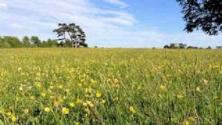 The Wedding Present - Dreamworld