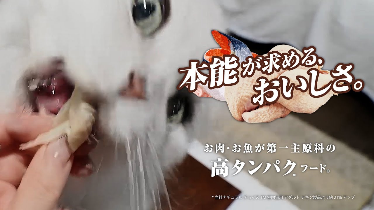 ワイルドレシピ — Series