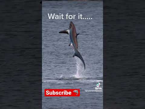 Flying Thresher Shark!! 🦈