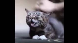 Прикольные коты!!!