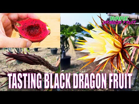 BLACK DRAGON FRUIT TASTE and REVIEW