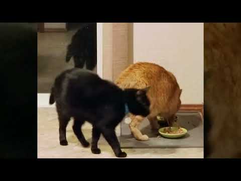 Curly and Nermeen eating breakfast