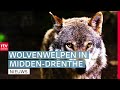 Vijf wolvenwelpen geboren, toekomst Speelstad Oranje & drugsafval gedumpt | Drenthe Nu