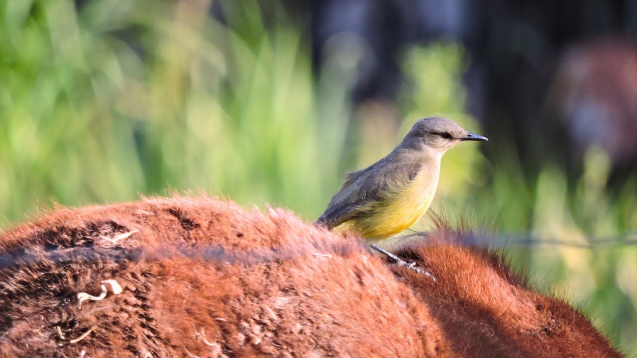 Manhãs calmas com várias aves | Vídeo relaxante