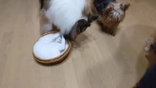 あめちゃん、ボールに入ったその後