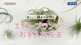 エアープランツのお手入れ方法