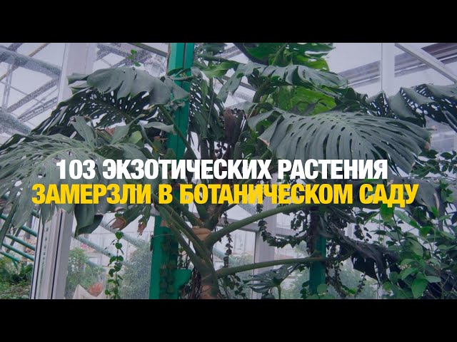 80-летнюю пальму спасают от холода в Алматы