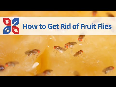  How to Get Rid of Fruit Flies Video 