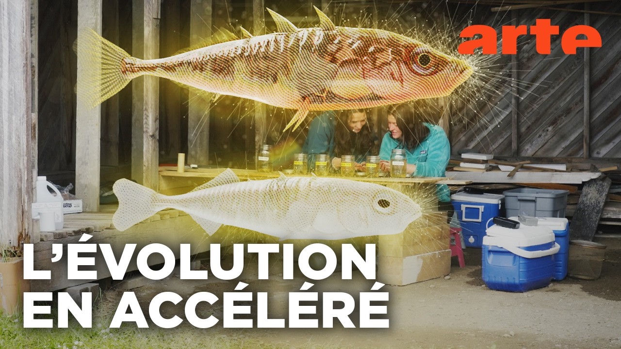 Darwin express : Les nouveaux défis de l'évolution | Documentaire | ARTE