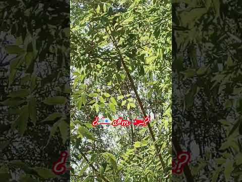 La rama bailarina 🌿 a más de tres metros de hospital y estación de bomberos ☀️ Arequipa