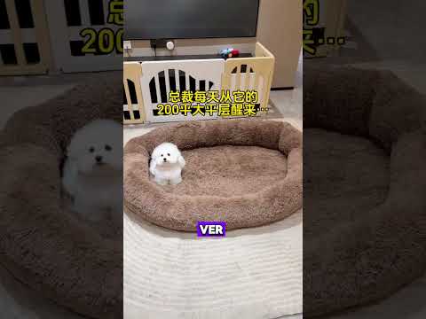😂🐾 ¡Mamá Me Compró una Cama Gigante! 🛏️