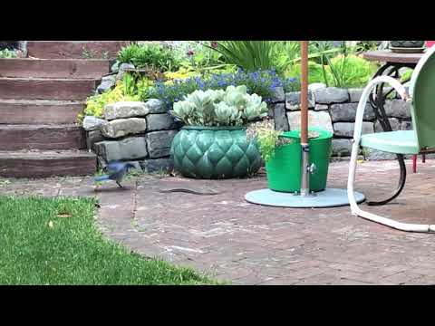 California Scrub Jay vs Garter Snake - who will win the battle?