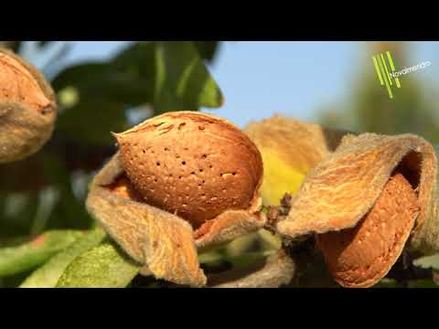 #Innovative #Tech Invention # Almond harvester #Agriculture #Tecnology #Machines #Cool Technology