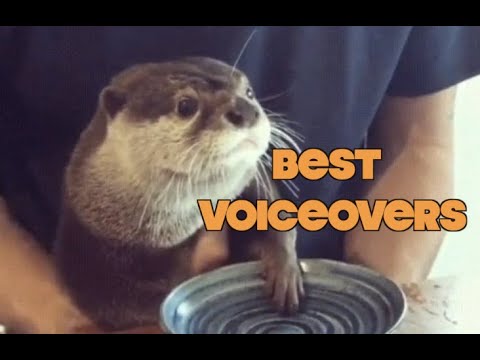 Funniest Animal Voiceovers - Ep. 2