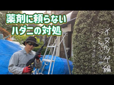 消毒剤 期限切れの牛乳は良い植物 トマト 蘭 ゼラニウム