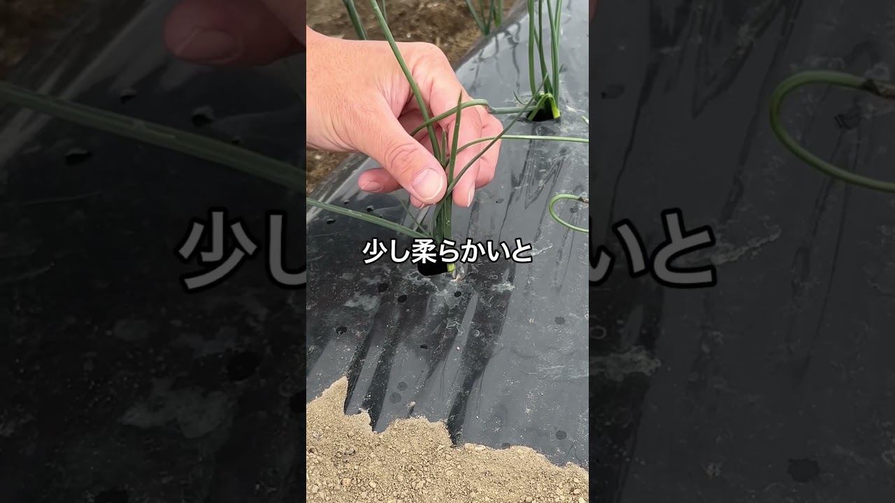 ネギを土の中で保存！？#農業を盛り上げたい #熊本 #魚粉肥料 #農業